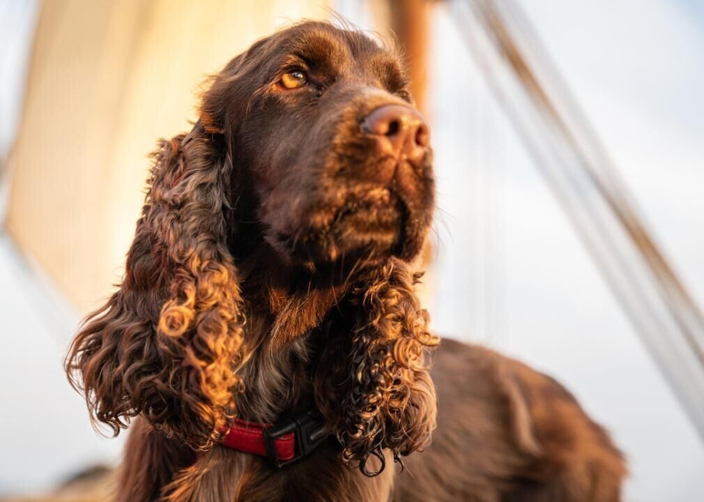#27. Sussex spaniel